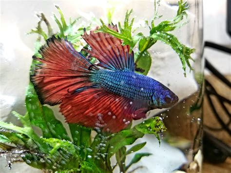 Dragon Scale Betta Fish Rosetails And Dragonscales Betta Keepers