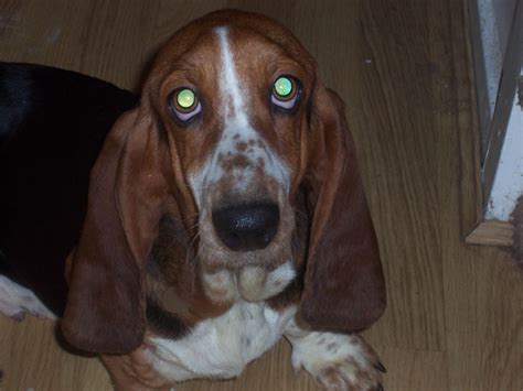 Lizzie 2 3 Year Old Female Basset Hound Available For Adoption