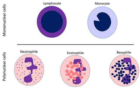 Types Of White Blood Cells Diagram