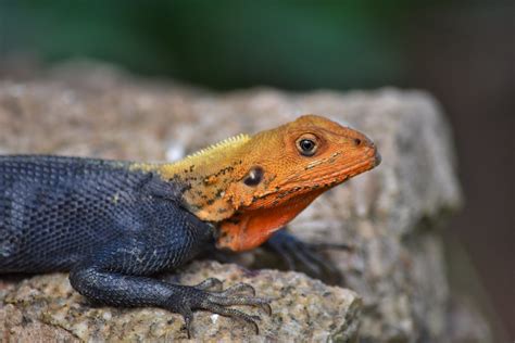 Male Red Headed Agama Lizard Ninaali Flickr