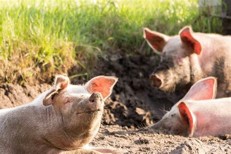 10 Fun Facts About Pigs Bc Spca