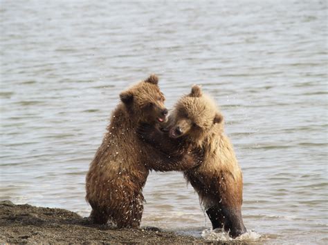 Cubs Wrestling Bear Bear Cubs Grizzly Bear