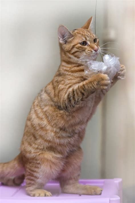 Striped Ginger Cat Standing On Its Hind Legs Stock Image Image Of