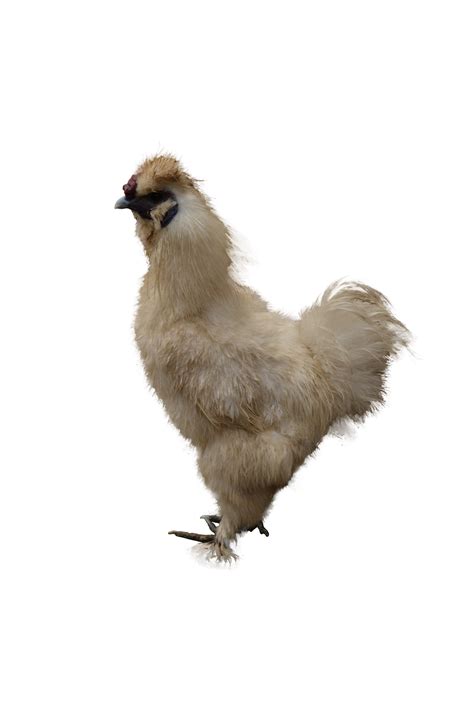 Chicken Png Image Transparent Image Download Size 2304x3456px