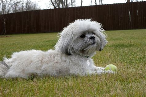 35 Amazing Shih Tzu Cross Breeds Shih Tzu Daily