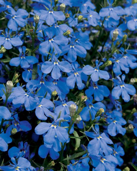 Top 10 Beautiful Shade Loving Flowers Page 8 Of 10