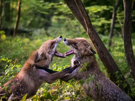 Als solche ist sie teil zwischenmenschlicher kommunikation. Hitzige Diskussion! Foto & Bild | natur, tiere, wildlife ...