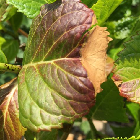 Why do hydrangea leaves turn brown? Hydrangeas any ideas as to the brown crisp leaves — BBC ...