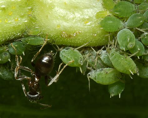 http://influentialpoints.com/Gallery/Aphis_grossulariae_gooseberry-willowherb_aphid.htm