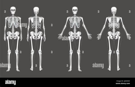 Women Skeleton Human Body Bones Of Female Concept With Different Hands Position Lady Front And