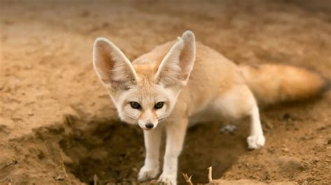 Fennec Foxes The Ultimate Guide All Things Foxes