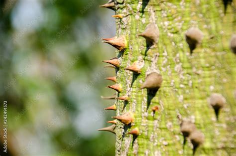 Spiny Bark Of Kapok Tree Thorn Tree Of Bombax Ceiba Closeup Sharp