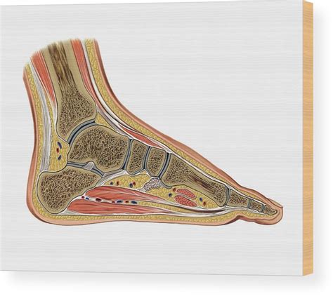 Foot Joints Wood Print By Asklepios Medical Atlas Pixels