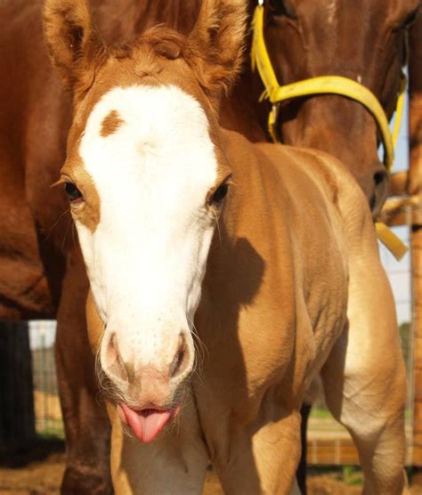 American Quarter Horse Foal With An Attitude Show Horses Horse