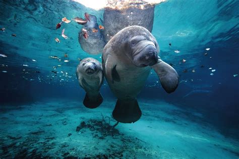 Manatee Mama And Pup In The Crystal River Florida Aww