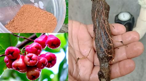 How To Air Layering On Java Apple Tree Rose Apples Propagate Through