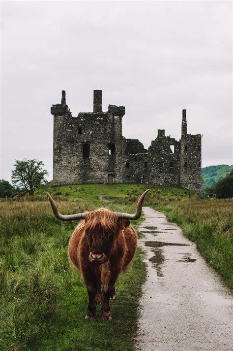 Highland Cow At Scotland Castle Scotland Castles Scotland Landscape
