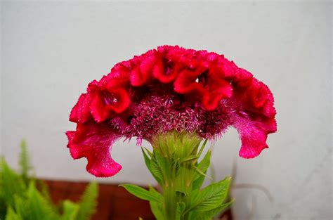We did not find results for: FLOR CRESTA DE GALLO LOS BARRIOS CADIZ | CAÑA | Flickr