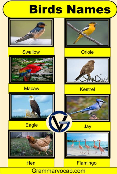 50 Common Birds Names With Pictures Birds Vocabulary Grammarvocab