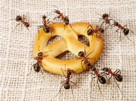 5 Foods In Your Home Ants Love To Eat Greenleaf Pest Control