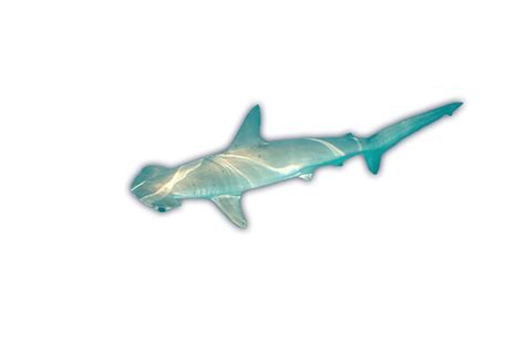 Smooth Hammerhead Shark Ocean Animals