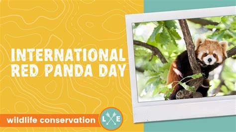 International Red Panda Day — Leaf Explorers