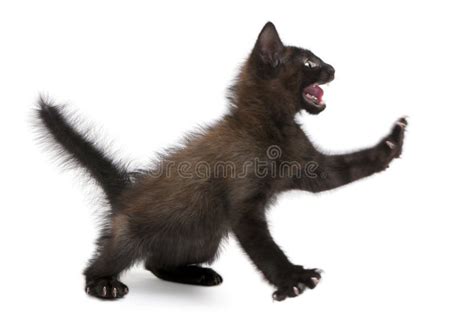 Frightened Black Kitten Standing Stock Image Image Of Attentive