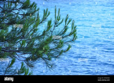 Overlooking Evergreen Branch Over The Sea Green Pine Tree Above The