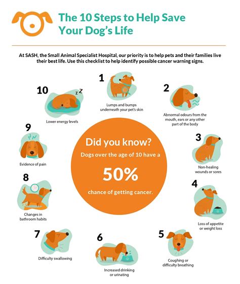Symptoms Diagnosis And Treatment Of Dog Cancer