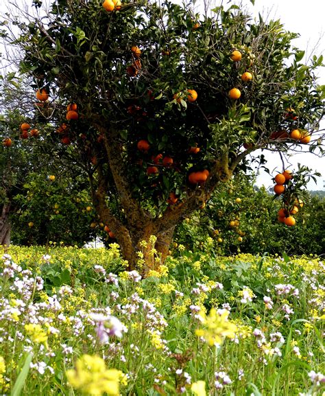 Free Images Nature Blossom Orange Tree Food Spring Green