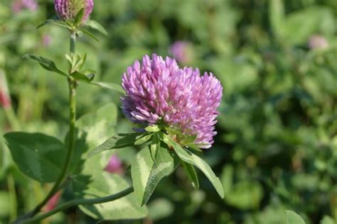 The Case For White And Red Clover