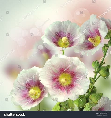 Flowers Stock Photo 208768780 Shutterstock