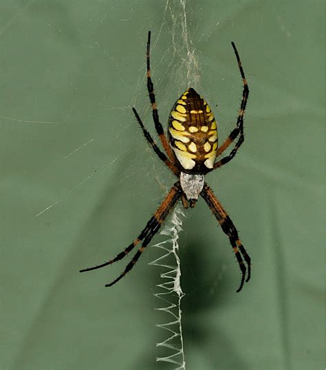 Sweating The Small Stuff The Black And Yellow Garden Spider Argiope