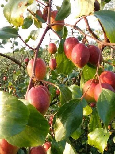Fruit Full Sun Exposure Thai Apple Ber Plant Green For Garden At Rs 15
