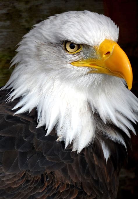 Bald Eagle By Chloe Robison Smith On 500px Haliaeetus Leucocephalus