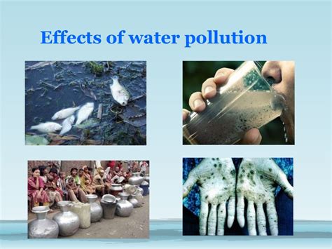 Effects Of Water Pollution On Human Health Effects On The Environment