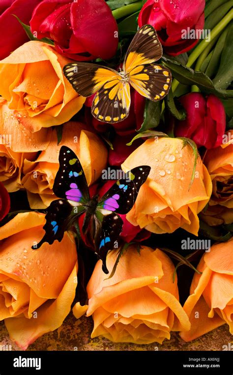 Two Butterflies On Roses And Tulips Stock Photo Alamy