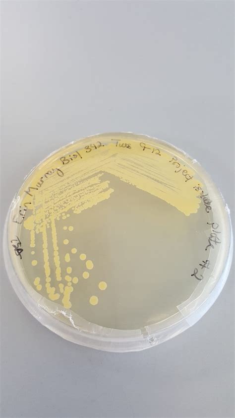 Micrococcus Luteus In A Veterinary Clinical Setting Microbiology