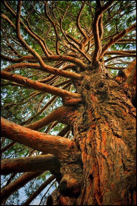 58 Best Tree Branches Images Nature Mother Nature Tree Forest