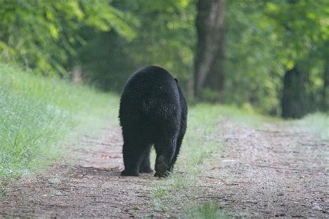 Quabbin Birding And Beyond Sightings From The Last Few Days