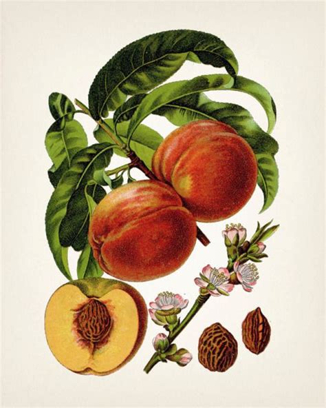 Vintage Retro Peaches Print Antique Peach Fruit Fruits Poster