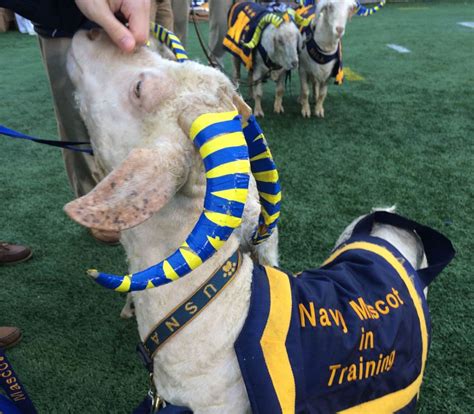 Bill 37 Navys New Goat Mascot In Training Gets Taste Of Academy Life