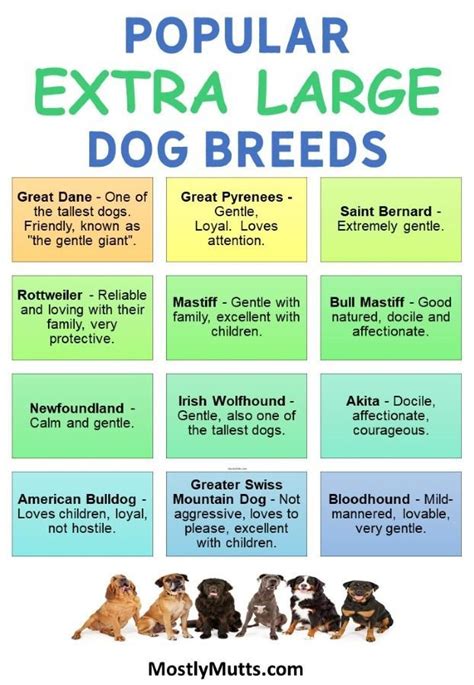 Extra Large Dog Breeds The Gentle Giants Of The Dog World Mostly