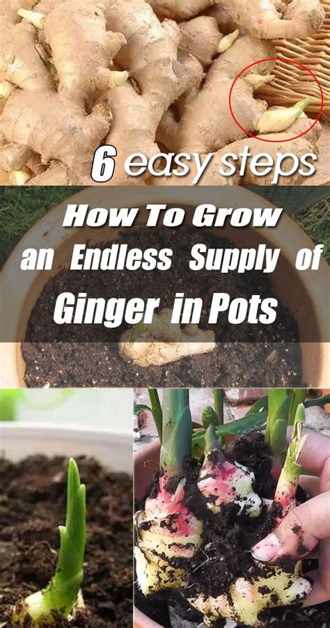 Steps How To Grow An Endless Supply Of Ginger In Pots Growing Ginger Indoors Container