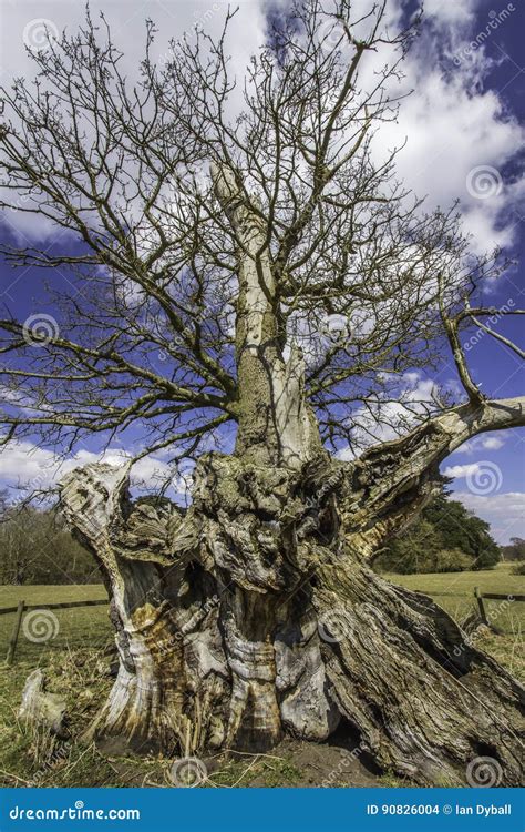 Gnarled Twisted Trunk Of An Ancient Oak Tree Stock Photo Image Of