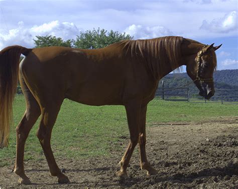 Arabian Horse For Sale Altona Alberta Canada Stallions Horse
