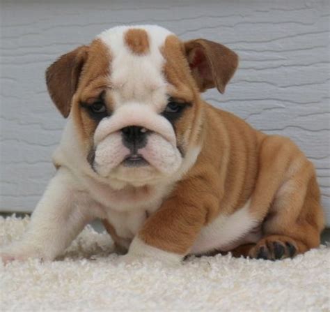 American bulldog puppies are a perfect addition. English Bulldog Puppies For Sale | Picacho, AZ #293863