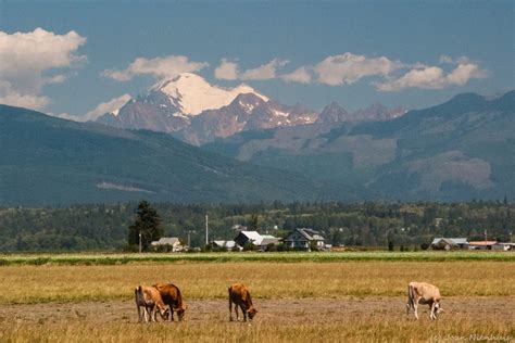 Pacific Northwest Photography Mt Baker From Skagit Valley Farmland