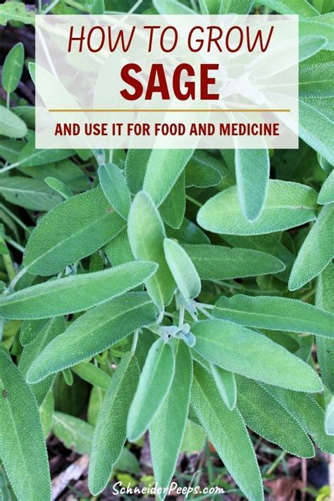 Saga' the traditional vegetable (saget.flores offers many traditional villages but saga is definitely the one to go. Ultimate Guide to Growing and Using Sage | SchneiderPeeps | Growing sage, Growing vegetables ...