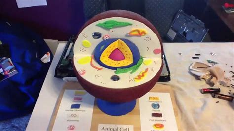 How To Make A Animal Cell Model Out Of Styrofoam